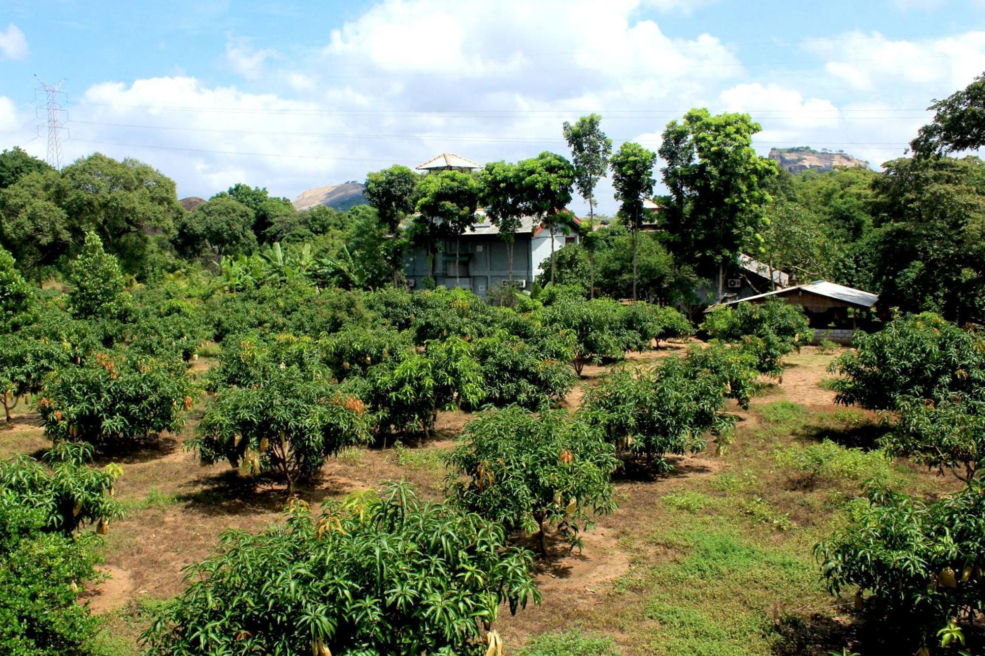 Green Hut Nature Resort سيغيرِيا المظهر الخارجي الصورة
